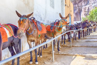 Seyahat fikirleri. Katır Kuyruğu Dinleniyor