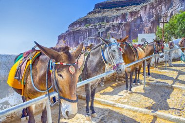 Seyahat fikirleri. Katır Kuyruğu Sahada Dinleniyor ve Turistleri Bekliyor