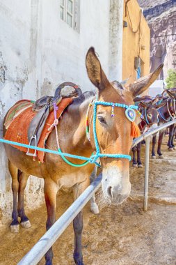 Seyahat fikirleri. Katır Kuyruğu Sahada Dinleniyor ve Turistleri Bekliyor