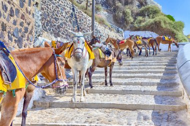Seyahat fikirleri. Katır Kuyruğu Sahada Dinleniyor ve Turistleri Bekliyor