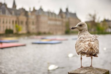 Hollanda 'daki Lahey' deki Binnenhof Parlamento Sarayı 'nın önünde gündüz vakti oturan martı. Yatay Resim