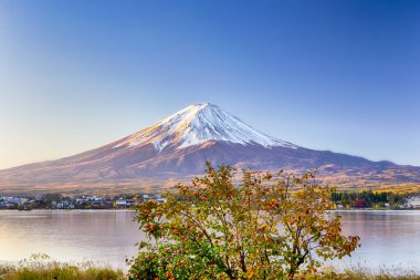 Eşsiz Japonya Seyahat Teslimatları. Japonya 'daki Kawaguchiko Gölü' ndeki tanınabilir Fuji Dağı. Foregound 'daki Mandalina Ağacı ile birlikte. Fotoğraf sonbaharda çekildi. Yatay Resim