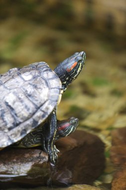 Kaplumbağa çifti su havzasında içeride çiftleşiyorlar. Dikey Resim Kompozisyonu