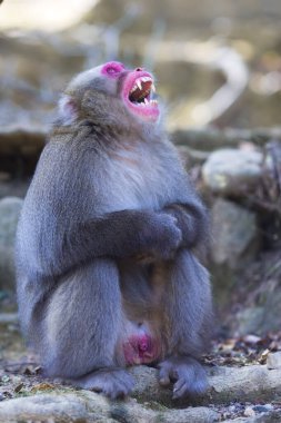 Eşsiz Seyahat Uçurumları. Japonya, Kyoto 'daki Arashiyama Maymun Parkı' nda Japon Macaque 'ı esnetiyorum. Dikey Çekim