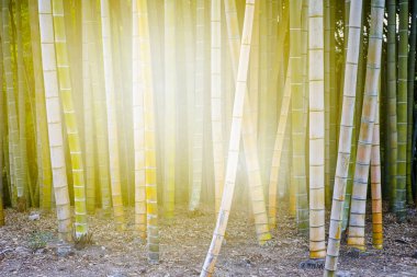 Okayama Korakuen Garden 'daki Bambu Ormanı, Okayama City, Japonya. Yatay Resim