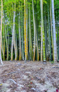 Okayama Korakuen Garden 'daki Bambu Ormanı, Okayama City, Japonya. Dikey Resim