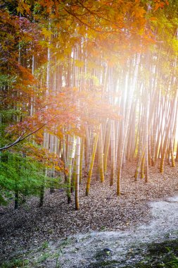 Okayama Korakuen Bahçesindeki Bambu Ormanı Okayama City, Japonya 'da Parlak Günışığı ile. Dikey görüntü