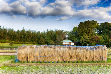 Japonya 'daki Okayama Korakuen Parkı' nda geleneksel Japon Seiden Rice Fields. Yatay Resim Kompozisyonu
