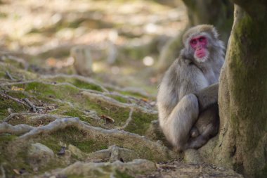 Asya Seyahat Fikirleri. Japonya, Kyoto 'daki Arashiyama Maymun Parkı' nda Japon Macaque 'ı. Yatay Resim