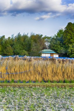 Japonya 'daki Okayama Korakuen Parkı' nda geleneksel Japon Seiden Rice Fields. Dikey Resim Kompozisyonu