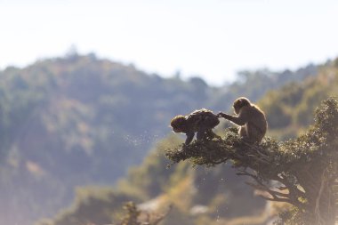 Japon Seyahat Belgeleri. Japonya, Kyoto 'daki Arashiyama Maymun Parkı Iwatayama' da iki Japon Bebek Macaque. Yatay Kompozisyon