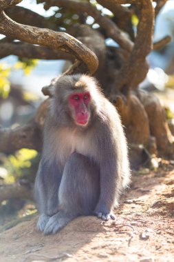 Japon Seyahat Belgeleri. Japonya, Kyoto 'daki Arashiyama Maymun Parkı' nda Japon Makaque Yakını. Dikey görüntü