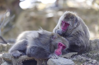 Japonya, Kyoto 'daki Arashiyama Maymun Parkı Iwatayama' da iki yetişkin Japon Macak 'ı. Yatay Yönlendirme