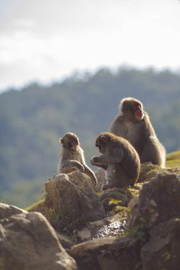 Japonya 'nın Kyoto kentindeki Arashiyama Maymun Parkı Iwatayama' daki Üç Japon Makak 'ının Hayvani Portresi. Dikey Çekim