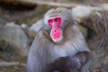 Japonya 'nın Kyoto şehrindeki Arashiyama Maymun Park Iwatayama' da Japon Makaque Şempanzesi. Yatay Resim