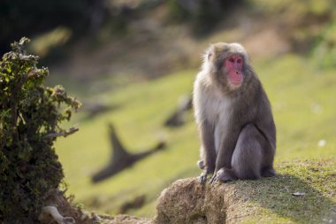 Eşsiz kavramlar. Japonya 'nın Kyoto kentindeki Arashiyama Maymun Parkı' ndaki Japon Macaque On Tree adlı hayvan portresi. Yatay Görüntü