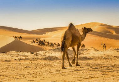 Abu Dabi 'deki Liwa Çölü' nde bir grup Camel.