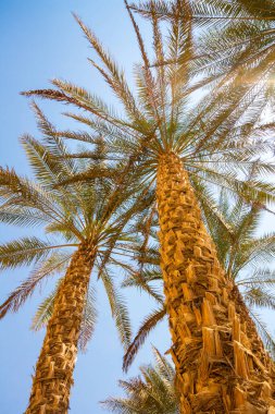 Liwa kumullarındaki palmiye ağacı, Liwa Oteli, BAE