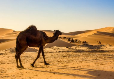 Abu Dabi 'deki Liwa Çölü' nde bir grup Camel.