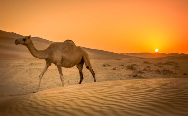Batı bölgesindeki tek devenin fotoğrafı Abu Dabi Çölü, Birleşik Arap Emirlikleri