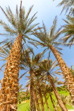 Liwa kumullarındaki palmiye ağacı, Liwa Oteli, BAE