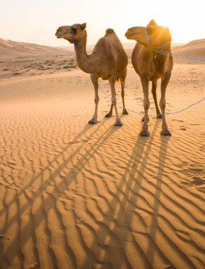 Liwa Oasis 'te yürüyen bir grup Camel, Abu Dabi' deki en büyük vaha bölgesi, Birleşik Arap Emirlikleri..