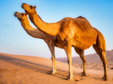 Abu Dabi 'deki Liwa Çölü' nde bir grup Camel.