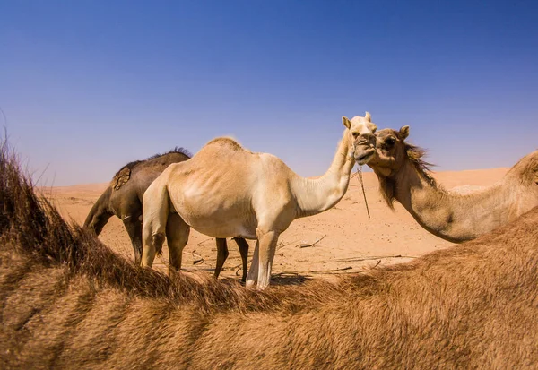 Grupa Wielbłądów Pustyni Liwa Abu Dhabi — Zdjęcie stockowe