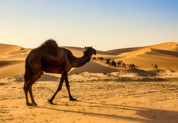 Grupa Wielbłądów Pustyni Liwa Abu Dhabi — Zdjęcie stockowe