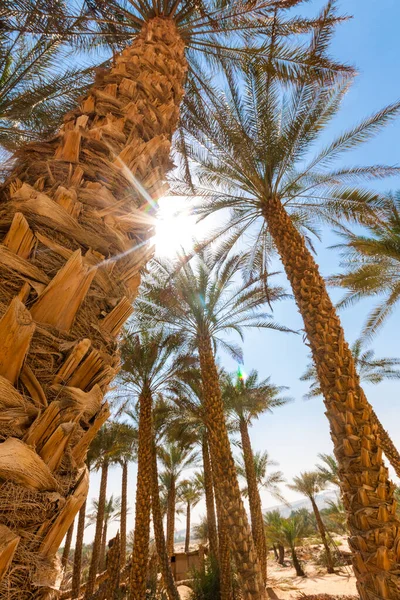 Palm tree in desert Liwa dunes, Liwa hotel, UAE