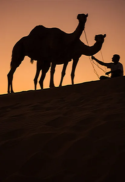 stock image camel in liwa desert