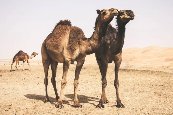 Group of Camels walking in Liwa Oasis the largest oasis area in Abu Dhabi, United Arab Emirates.