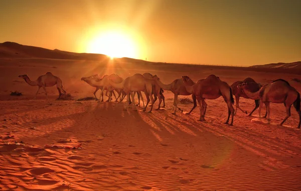 Grupp Kameler Beskådar Liwa Öknen Västra Delen Abu Dhabi — Stockfoto