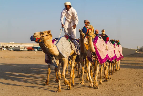 Чоловіки Бедуїни Їздять Верблюдами Фестивалі Аль Дафра Грудня 2012 Року — стокове фото