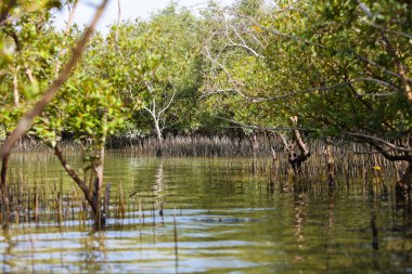 Doğu mangrovlardaki flamingo kuşu Abu dhabi, BAE