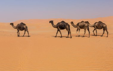 Liwa çölündeki develer, Abu Dabi, BAE