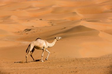 Liwa çölündeki develer, Abu Dabi, BAE