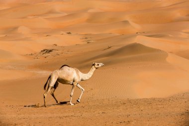 Liwa çölündeki develer, Abu Dabi, BAE