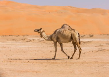 Liwa çölündeki develer, Abu Dabi, BAE