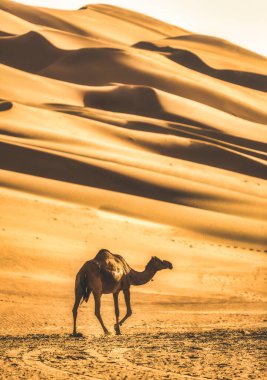 Batı bölgesindeki tek devenin fotoğrafı Abu Dabi Çölü, Birleşik Arap Emirlikleri