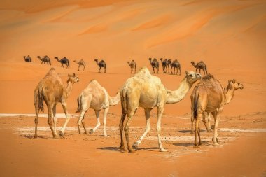 Abu Dabi 'deki Liwa Çölü' nde yürüyen bir grup Camel.