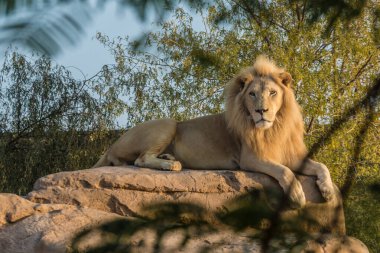 Al Ain Hayvanat Bahçesi, Abu Dabi, BAE