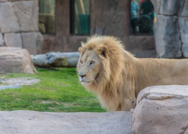 Al Ain Hayvanat Bahçesi, Abu Dabi, BAE