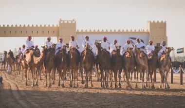 Deve binicileri Al Wathba Şeyh Zayed Herit 'te yarışmak için sıraya girdiler.