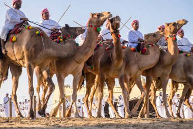Deve Binicileri Al Wathba Şeyh Zayed Miras Festivali 'nde yarışmak için sıraya girdiler. El Wathba, Abu Dabi, 22 Nobember 2014