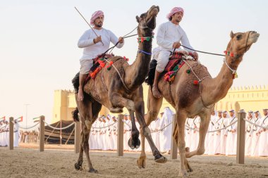 Al Wathba Şeyh Zayed Miras Festivali 'nde Al Wathba, Abu Dabi' de Deve Binicileri yarışı, 22 Nobember 2014