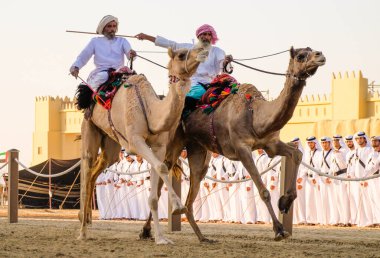 Al Wathba Şeyh Zayed Miras Festivali 'nde Al Wathba, Abu Dabi' de Deve Binicileri yarışı, 22 Nobember 2014
