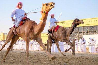 Al Wathba Şeyh Zayed Miras Festivali 'nde Al Wathba, Abu Dabi' de Deve Binicileri yarışı, 22 Nobember 2014
