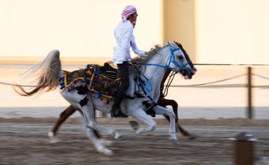 Arap atlarına binen Şeyh Zayed Miras Festivali 22 Eylül 2014, Abu Dhab, Birleşik Arap Emirlikleri