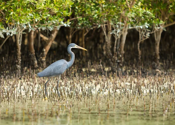 Héron Récif Ouest Oiseau Dans Les Mangroves Est Abu Dhabi — Photo